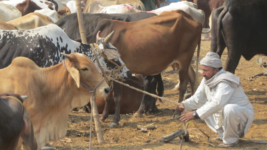 Animal Market, Sindh, Pakistan