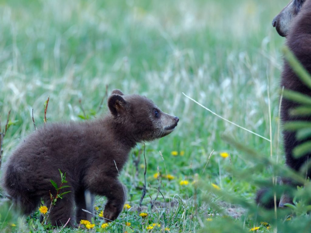 Black Bear Cub, Canada