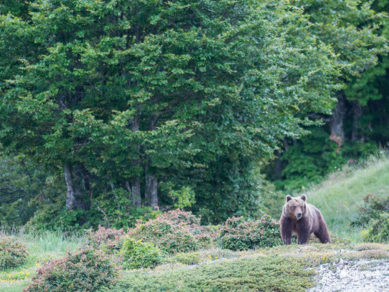 Brown Bear, Italy, © Umberto Esposito - Wildlife Adventures