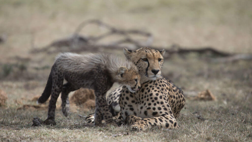 Cheetah and cub, Masai Mara, Kenya