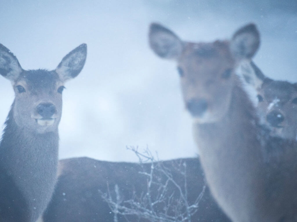 Deer, Italy, © Umberto Esposito - Wildlife Adventures