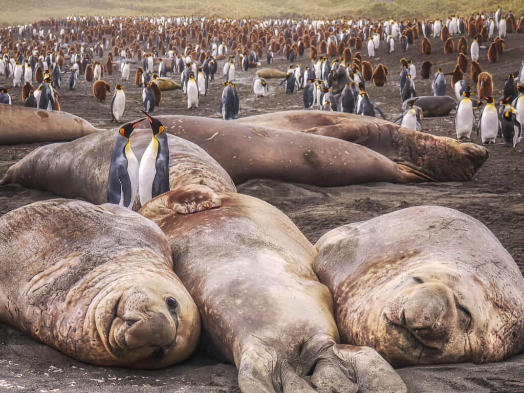 Elephant seals amongst a penguin colony