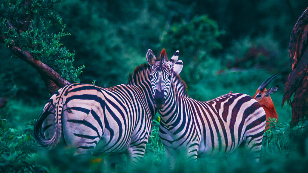 Two zebras in a forest