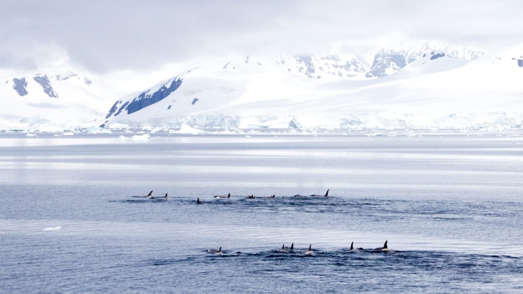 Pod of Orca Whales, Gerlache Strait, Antarctica