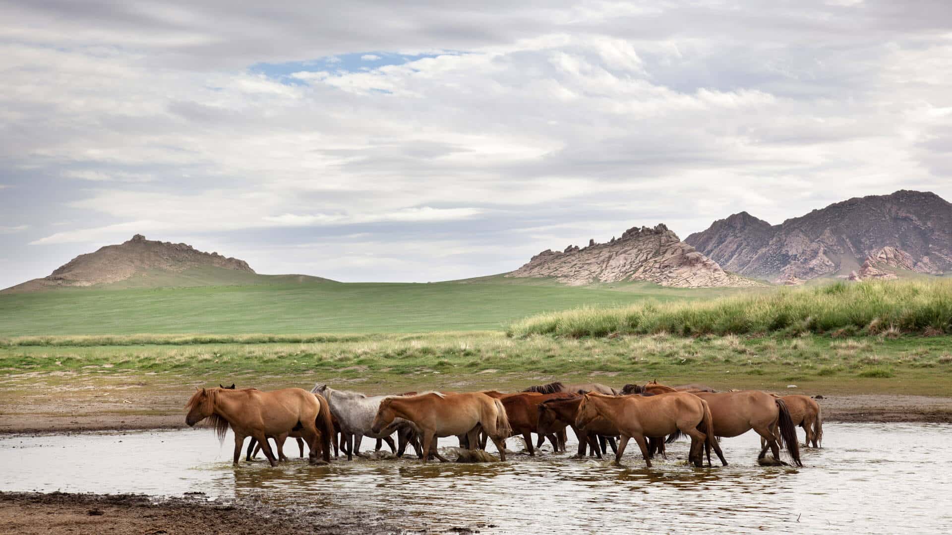 Herd of Mongolian horses, Gobi Desert, Mongolia