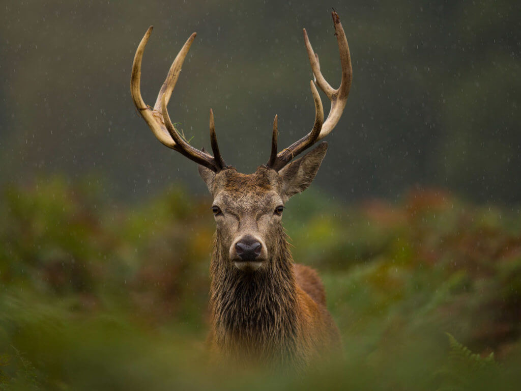A young Red deer stag, Scotland