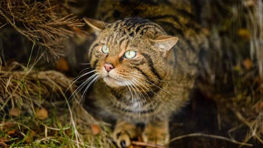 Close up of brown and black striped wild cat.