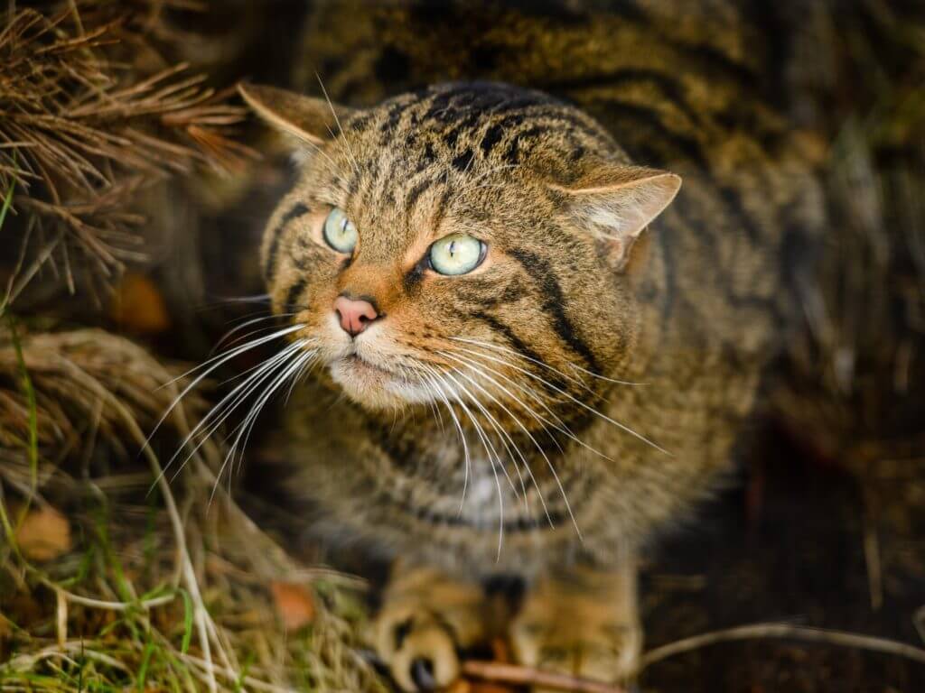 Close up of brown and black striped wild cat.