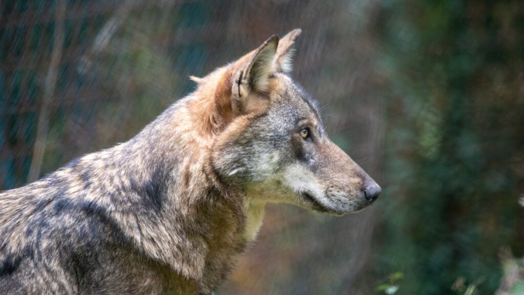 Side profile of a wolf.