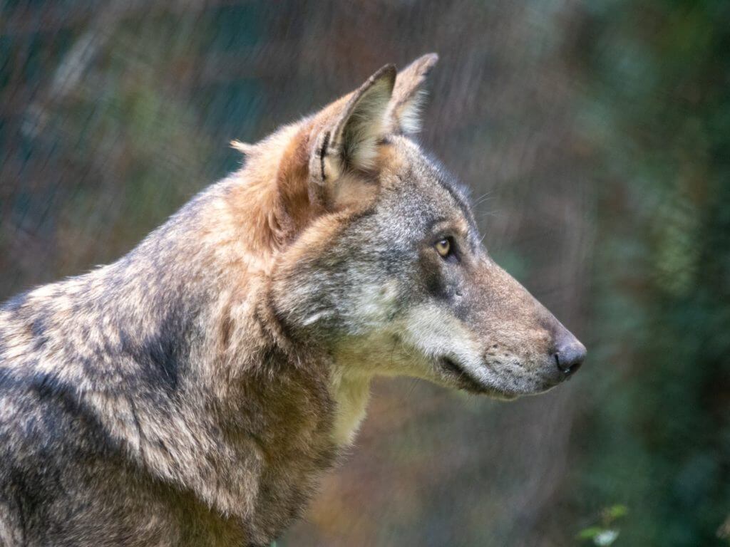 Side profile of a wolf.