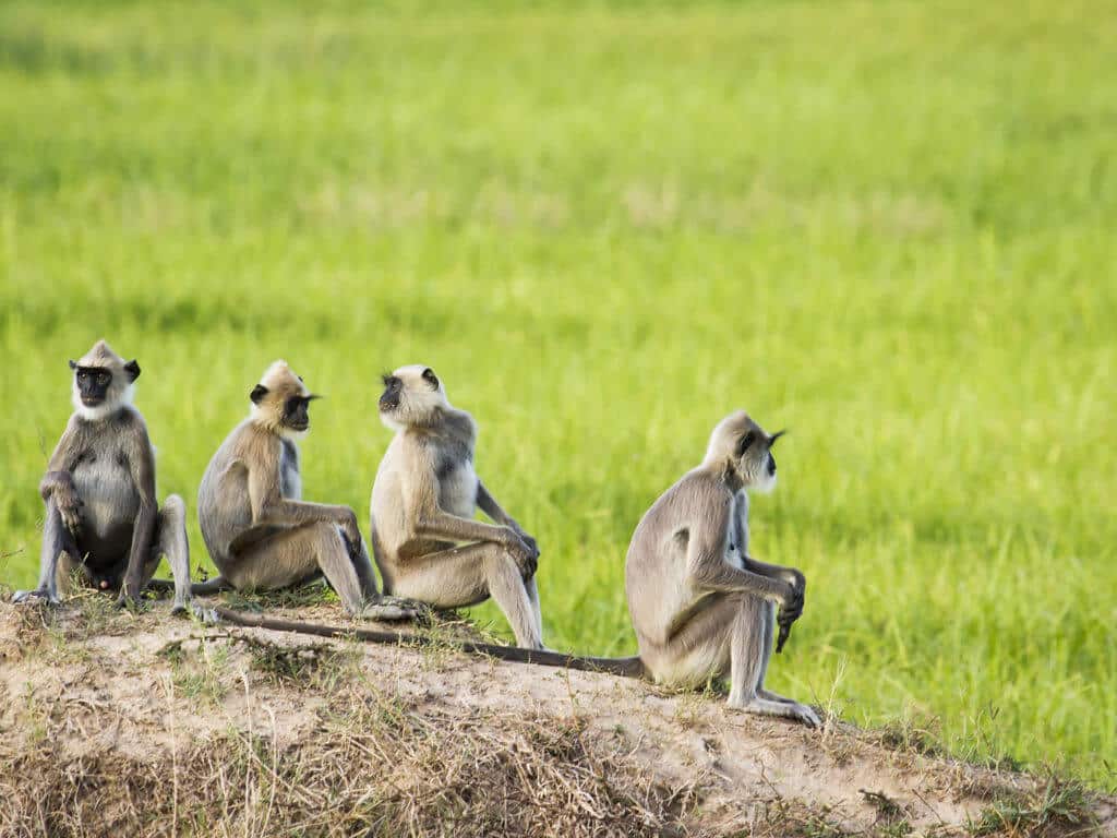 Gray Langur in Pottuvil, Sri Lanka 308758148