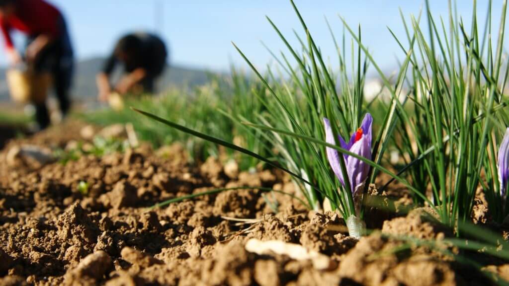 Ground level view of purple crocus in soil with out of focus workers planting in background.