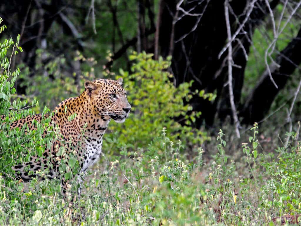 Sri Lankan male leopard
