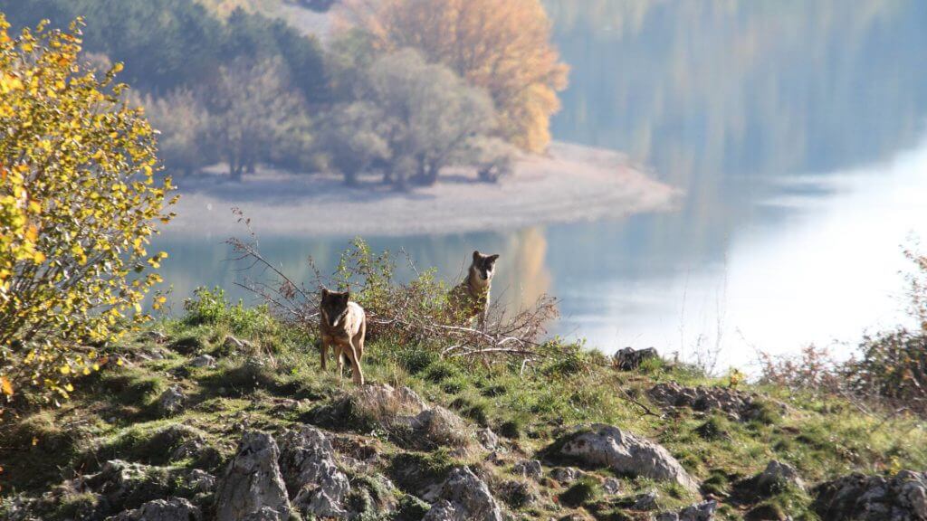 Two wolves on rocky hillside with lake behind.