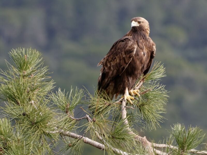 Golden Eagle perched on tree, Spain