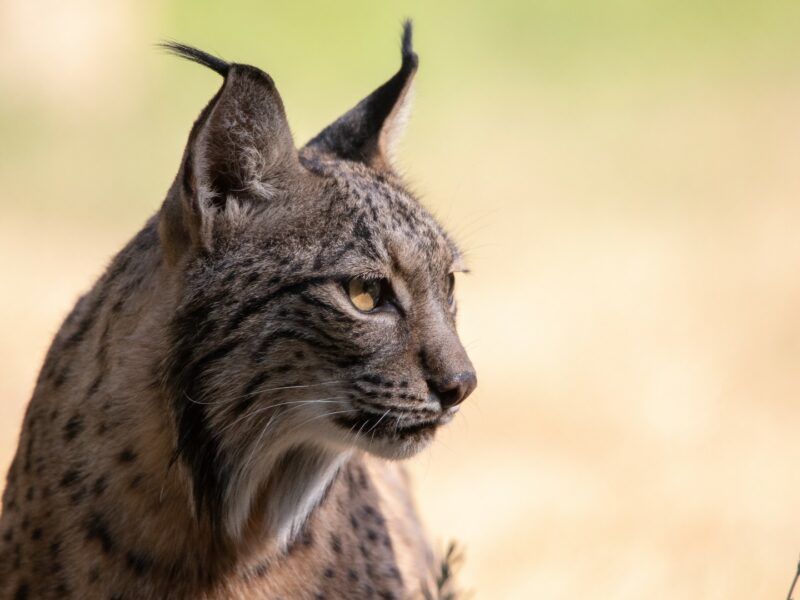 Iberian lynx close up of face, Spain