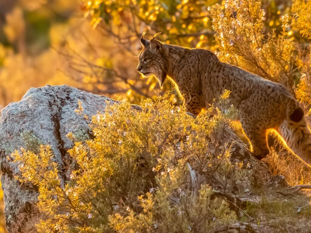 Iberian lynx in sunlight, Spain