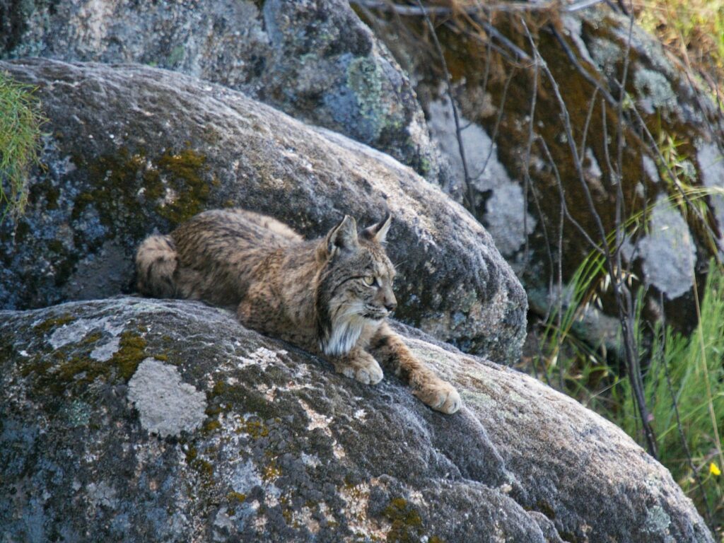 Iberian lynx on a rock, Spain