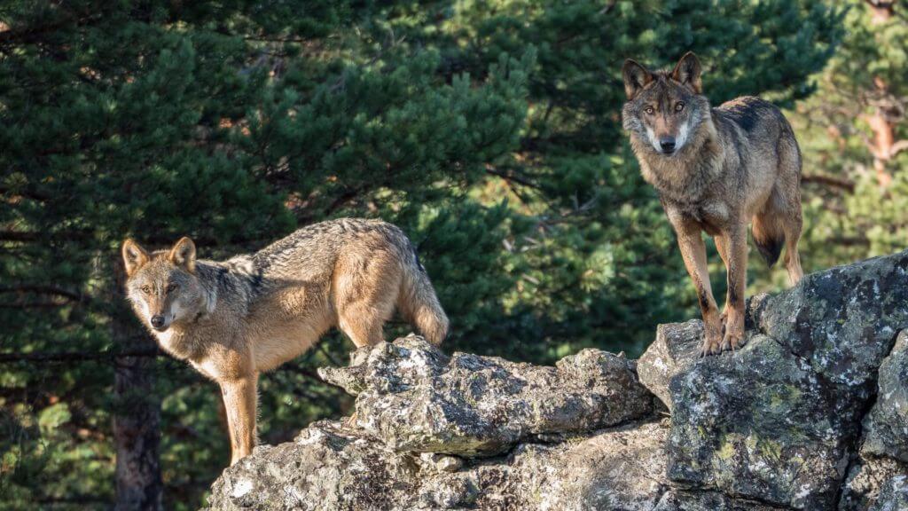 Two wolves stood on rock looking towards camera with woodland behind.