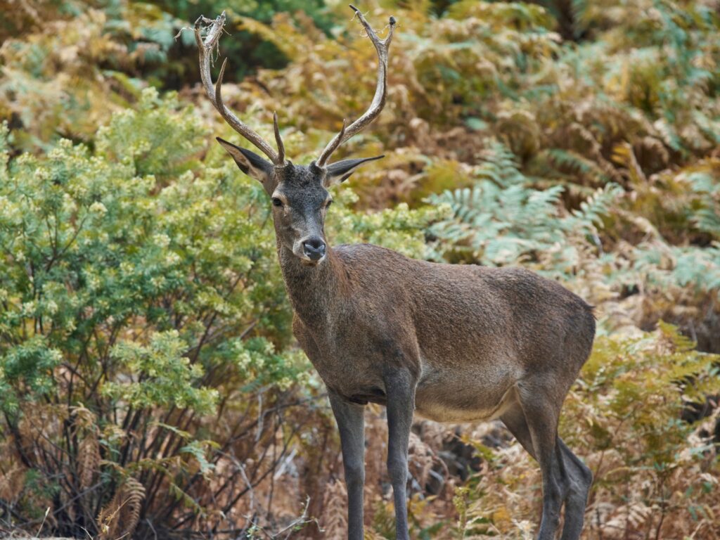 Red deer standing against backdrop of foliage, Spain