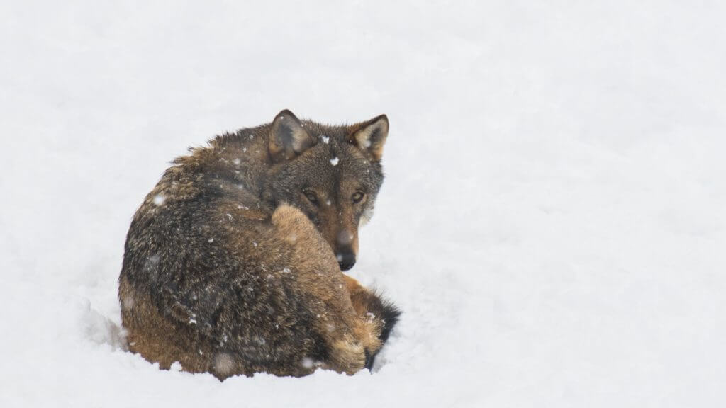 Lone wolf curled up in snow.