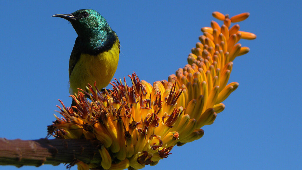 Collared sunbird sitting on aloe flower, Kruger National Park, South Africa