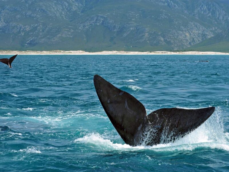 Southern right whales, South Africa, Hermanus Whale Festival
