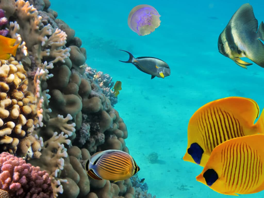 Moon jelly fish, tropical fish and corals in Costa Rica