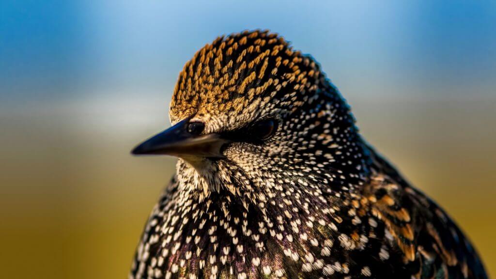 Starling, England, UK