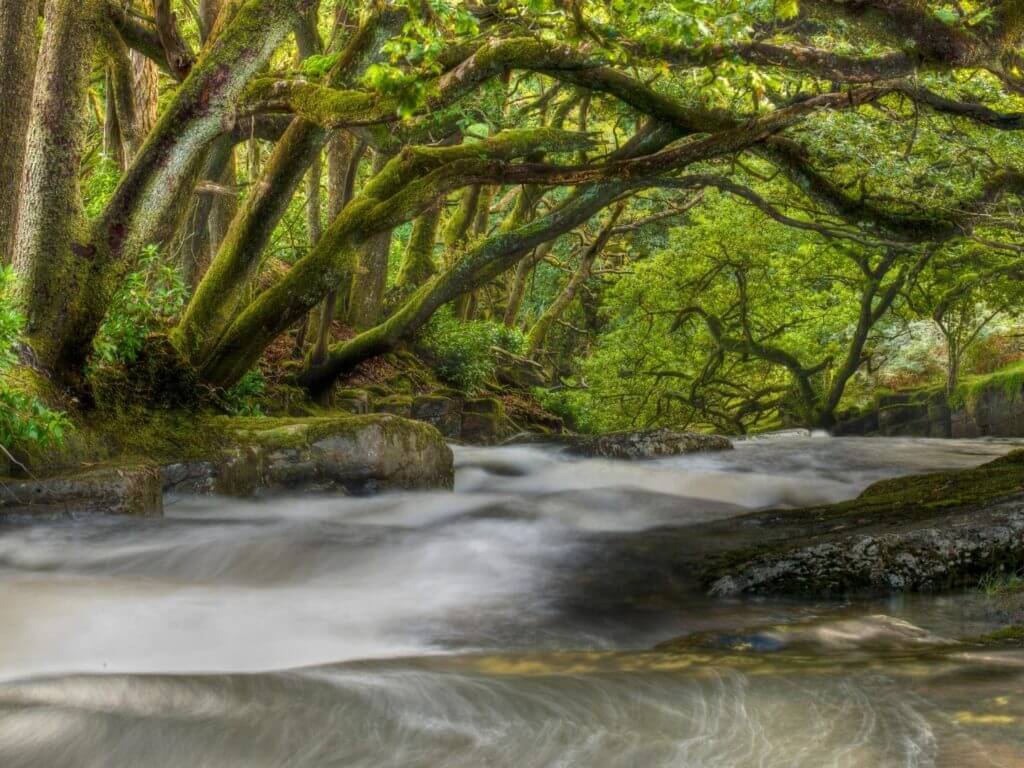 Trees on River Dart, Dartmoor, England, UK