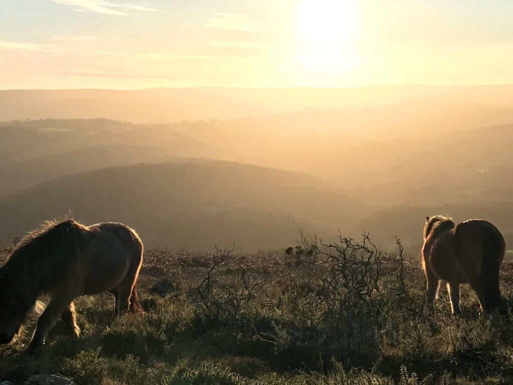 Ponies at sunset, Dartmoor, Devon, England