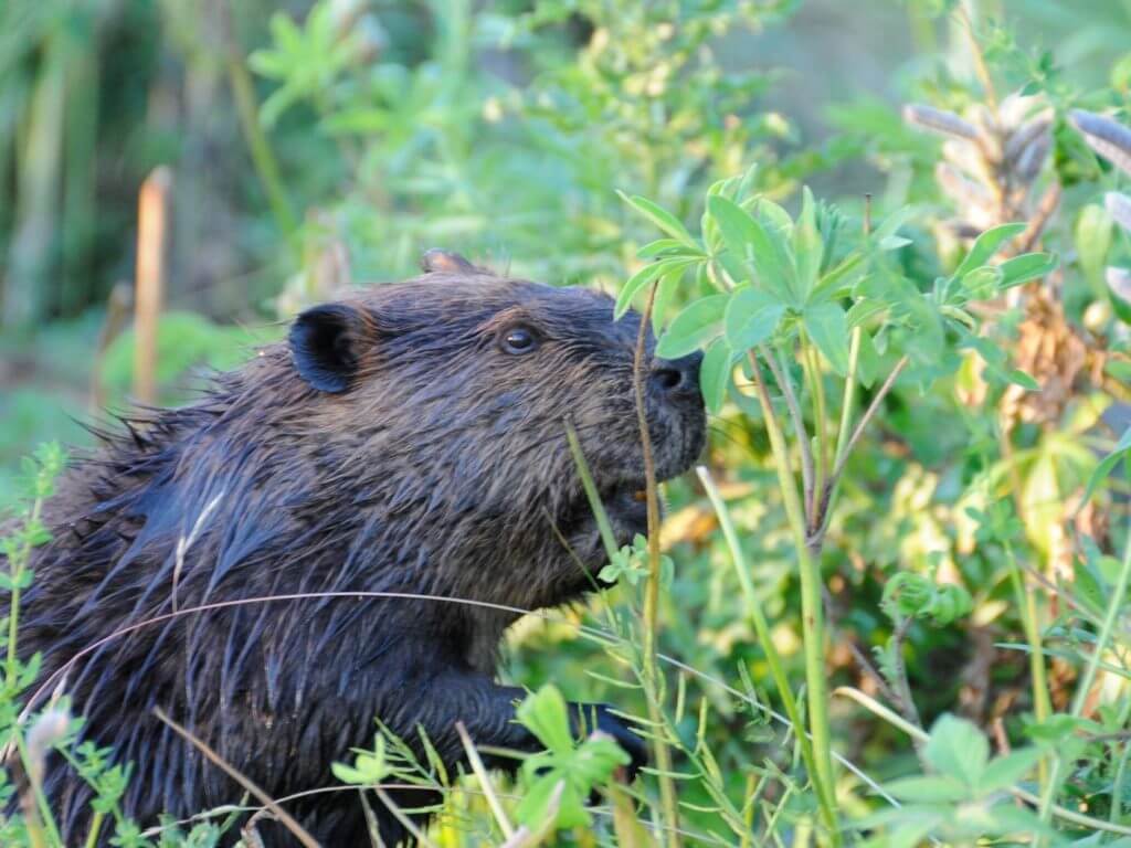 Beaver, UK