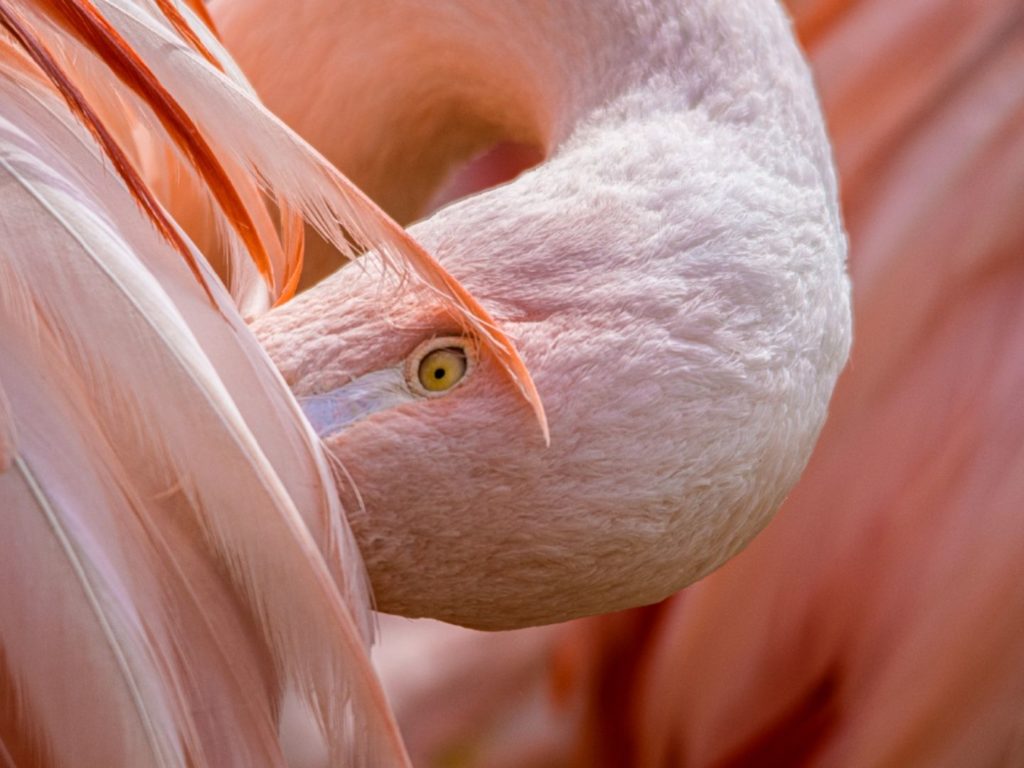 Flamingo, shot by Alfie Bowen