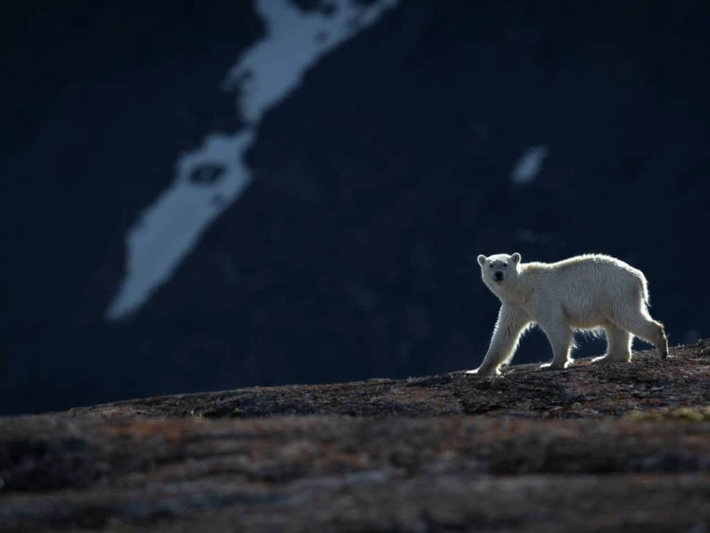 Paul Goldstein, Sea, Polar Bear, snow Spitsbergen