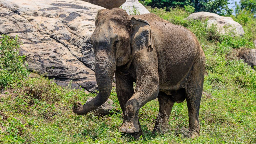 Elephant, Gal Oya, Sri Lanka
