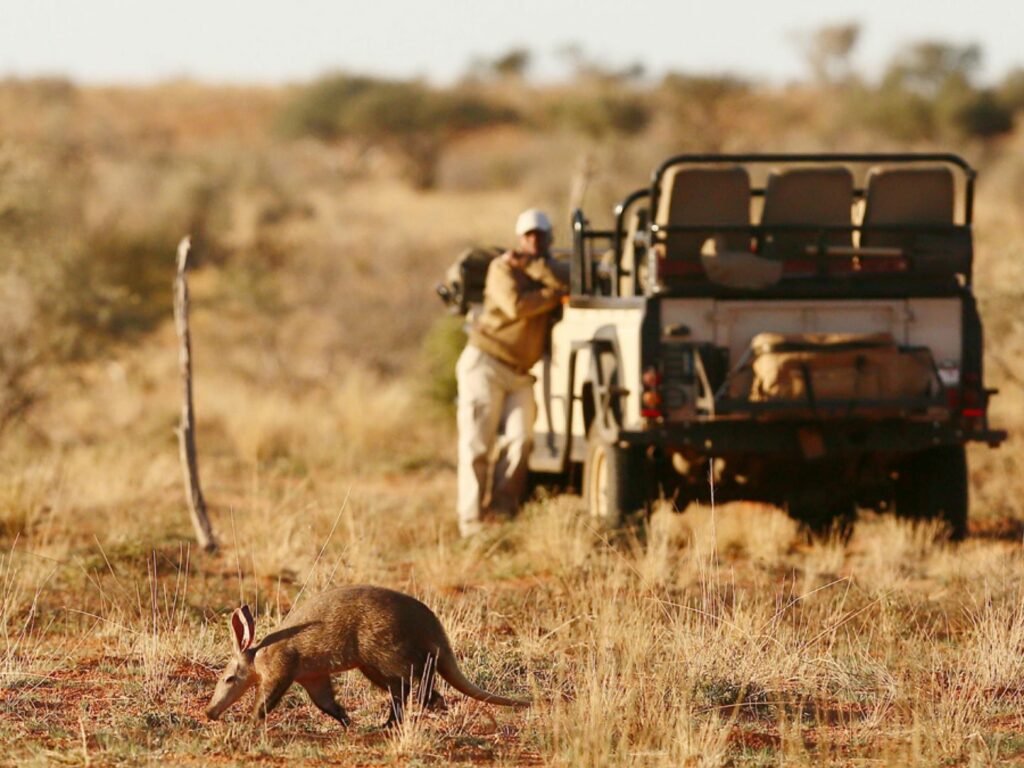 Aardvark, Tswalu, Kalahari, South Africa