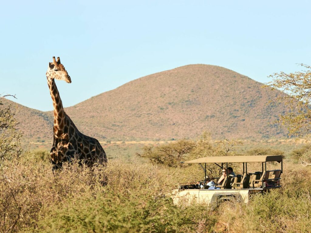 Giraffe, Tswalu, Kalahari, South Africa