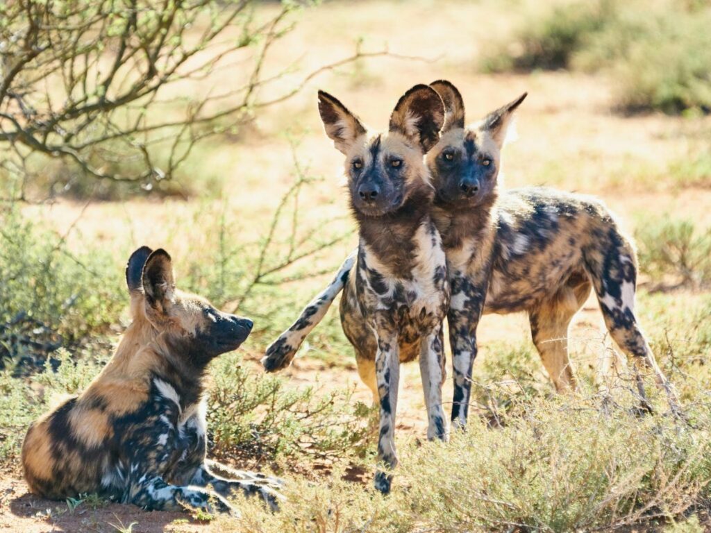 Wild Dogs, Tswalu, Kalahari, South Africa