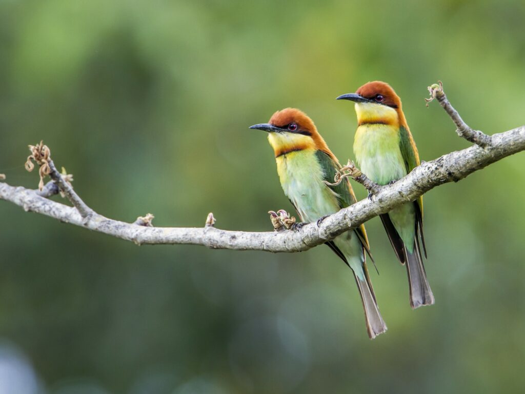 Two chestnut headed bee eaters sat on branch, Bardia National Park, Nepal