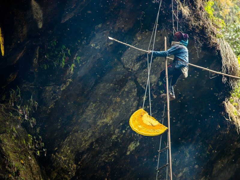 Gurung Honey Hunters collecting honey, Annapurna, Nepal