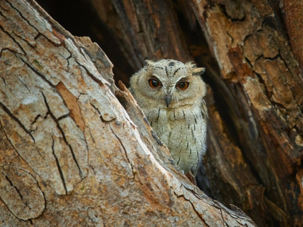 Indian scops owl looking out from tree, Wilpattu, Sri Lanka