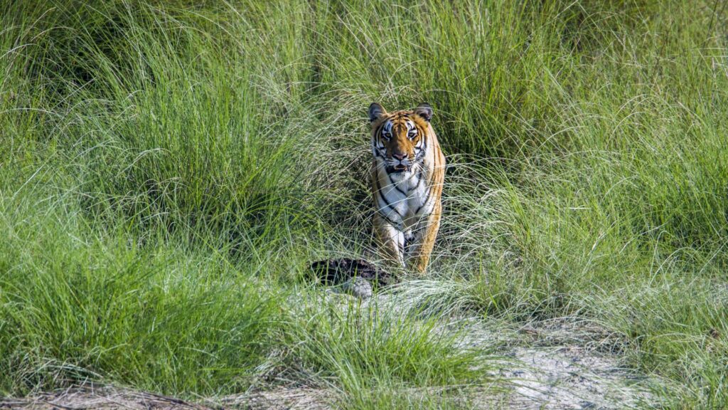 Tiger emerging from grass, walking towards camera, Bardia National Park, Nepal
