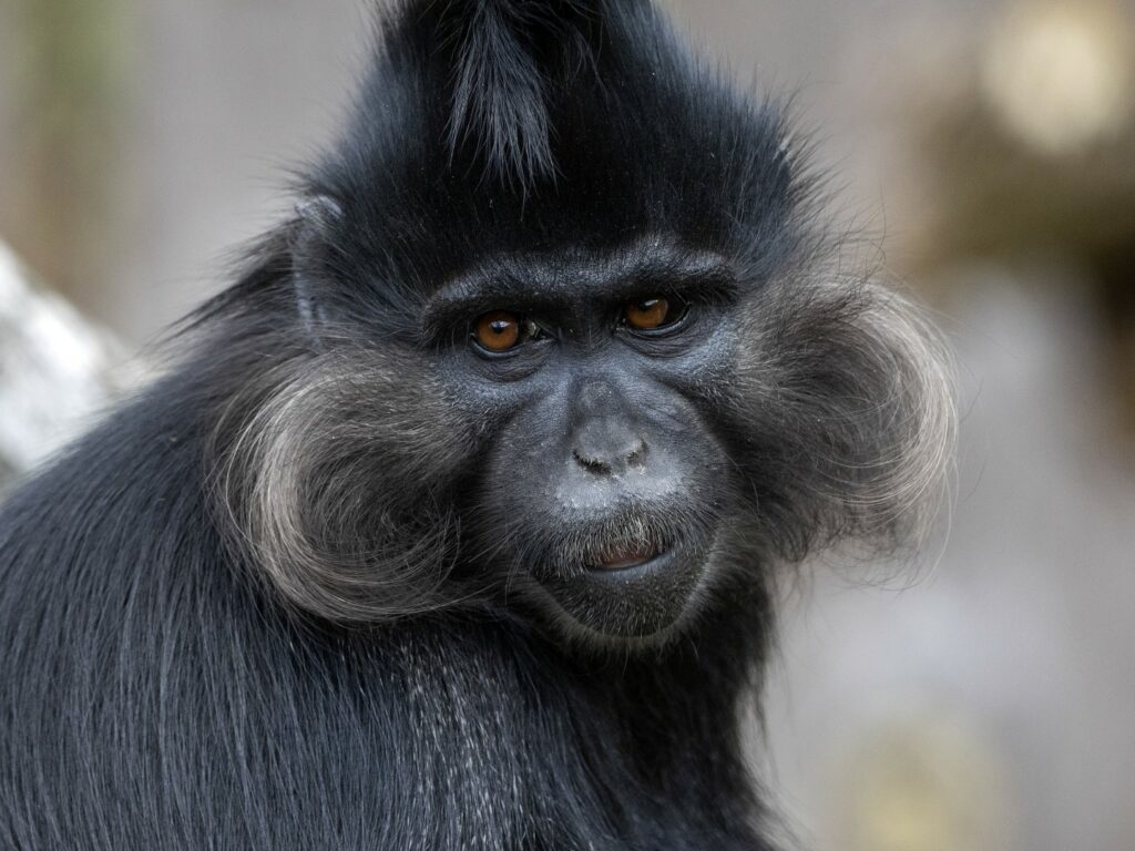 Black Mangabey Monkey, Democratic Republic of Congo