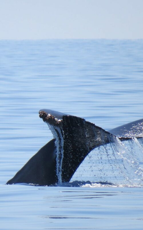 Blue whale tail as whale dives, Baja California, Mexico