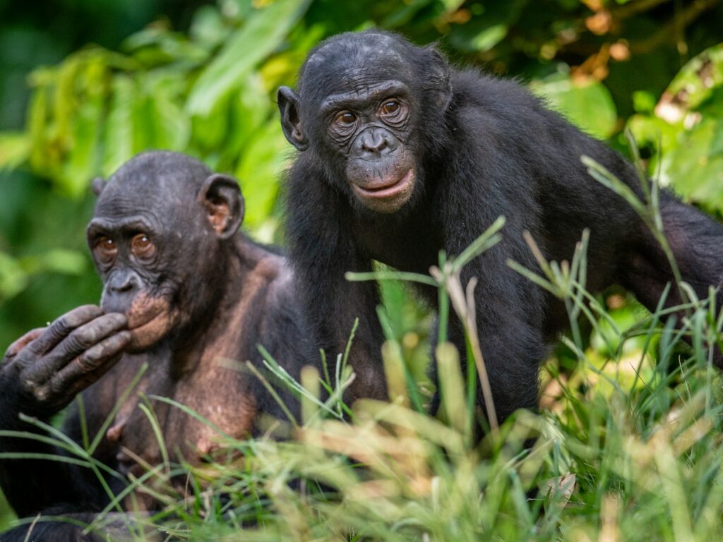 Two bonobos sat in grass, Democratic Republic of Congo