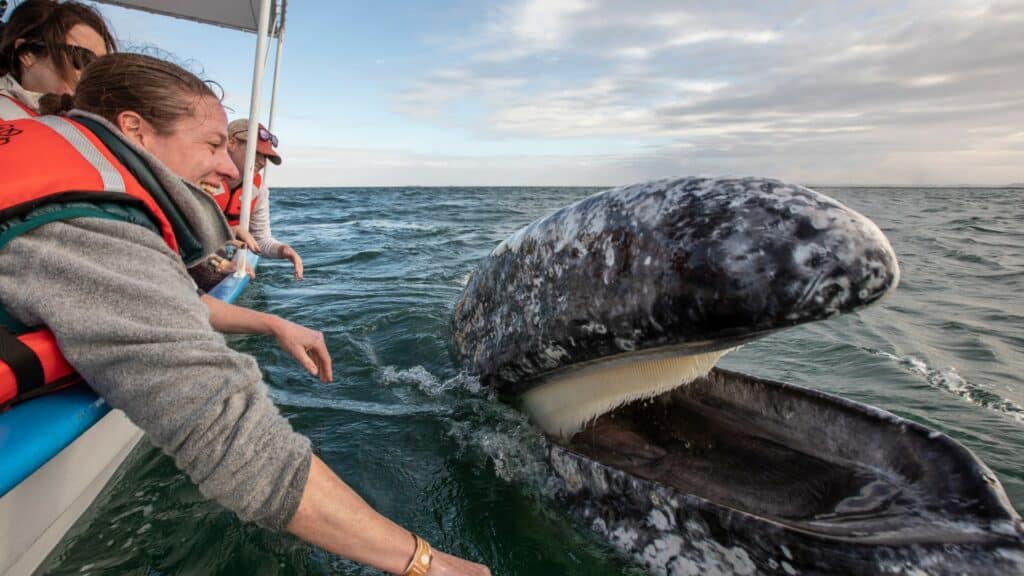 Grey whale alongside tourist boat, Baja California, Mexico