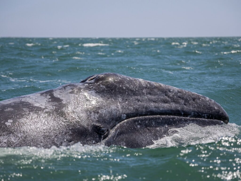 Grey whale breaching, Baja California, Mexico