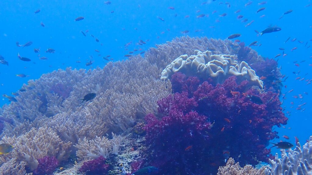 Coral, Raja Ampat, Indonesia