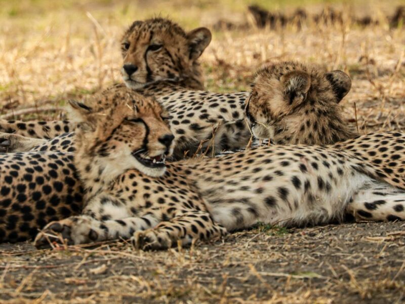Cheetah resting in shade, Liwonde National Park, Malawi