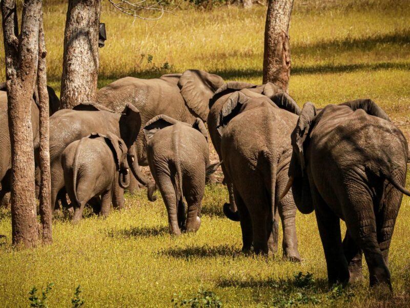 Herd of elephant waling away, Majete Wildlife Reserve, Malawi